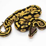 Pastel Fire Ball Python: A Beautiful and Unique Reptile