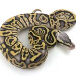Pastel Leopard Ball Python: The Stunning Colorful Morph You Need