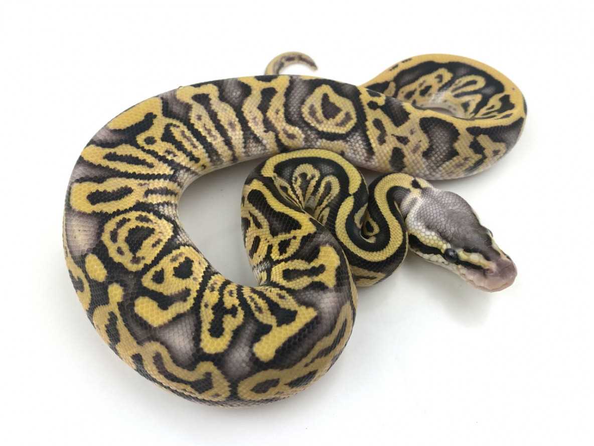 Lepoard Ball Python Pastel Leopard Ball Python: The Stunning Colorful Morph You Need ...