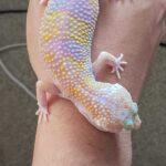 Pastel Leopard Gecko: A Colorful and Unique Reptile