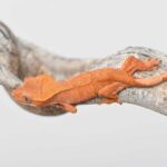 Patternless Crested Gecko: A Unique and Beautiful Reptile