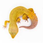 Patternless Leopard Gecko – The Perfect Pet
