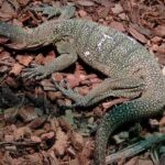 Peach Throat Monitor: The Ultimate Guide for Reptile Enthusiasts