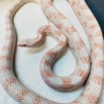 Discover the Unique Beauty of the Peppermint Corn Snake