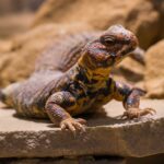 Everything you need to know about pet uromastyx care and keeping