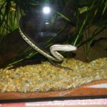 Pet Water Snake: A Fun and Unique Alternative to Traditional Pets