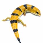 Peters Banded Skink for Sale – Find Your Perfect Reptile Companion