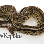 All About Pewter Ball Pythons: Care, Breeding, and Morphs