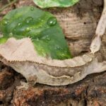 Discover the Fascinating World of Phantom Crested Geckos