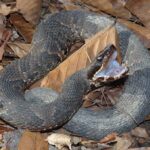 Pictures of Cottonmouth Snake