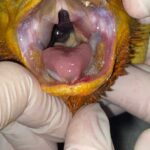 Pictures of Mouth Rot in Bearded Dragons