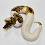 Piebald Python: Everything You Need to Know
