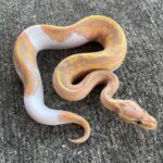 Piebald Python For Sale – Find Your Perfect Piebald Python Today!
