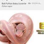 Pink Ball Python: Everything You Need to Know