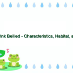 Pink Bellied – Characteristics, Habitat, and Behavior