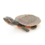 Pink Belly Snapping Turtle | Facts, Care Tips, and More
