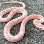 Pink Snake for Sale – Find Your Perfect Pet Snake Today