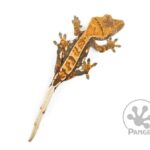 Pinstripe Crested Gecko: All You Need to Know About This Beautiful Reptile