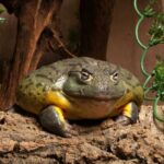 Pixie Frog Size – A Comprehensive Guide to Understanding the Size of Pixie Frogs