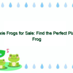Pixie Frogs for Sale: Find the Perfect Pixie Frog at Affordable Prices