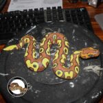 Pompeii Ball Python: A Guide to this Striking Snake Breed