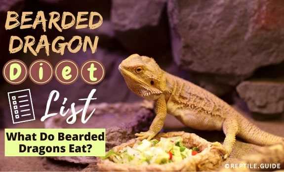 Bearded Dragon Feeding Frequency Reference: Free Printable Bearded Dragon Food Chart For Optimal Nutrition
