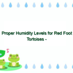 Proper Humidity Levels for Red Foot Tortoises – Essential Guidelines