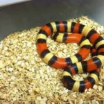 Pueblan Apricot Milk Snake – A Beautiful and Unique Reptile