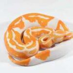 Pumpkin Pied Ball Python: A Striking Variation of the Ball Python Species