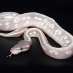 Purple Ball Python Morphs – Your Guide to Beautiful Genetic Variations