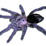 Purple Pink Toe Tarantula for Sale – Find the Perfect Tarantula for Your Collection | Tarantula World