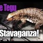 Purple Tegu: The Ultimate Guide to Caring for Your Exotic Reptile