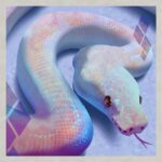 Rainbow Ball Python: A Colorful and Unique Reptile species