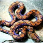 Rainbow Boa for Sale: Find Your Perfect Rainbow Boa Today