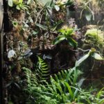 Ultimate Guide to Creating a Rainforest Terrarium at Home