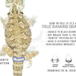 Rankins Dragon vs Bearded Dragon: Key Differences and Care Guide