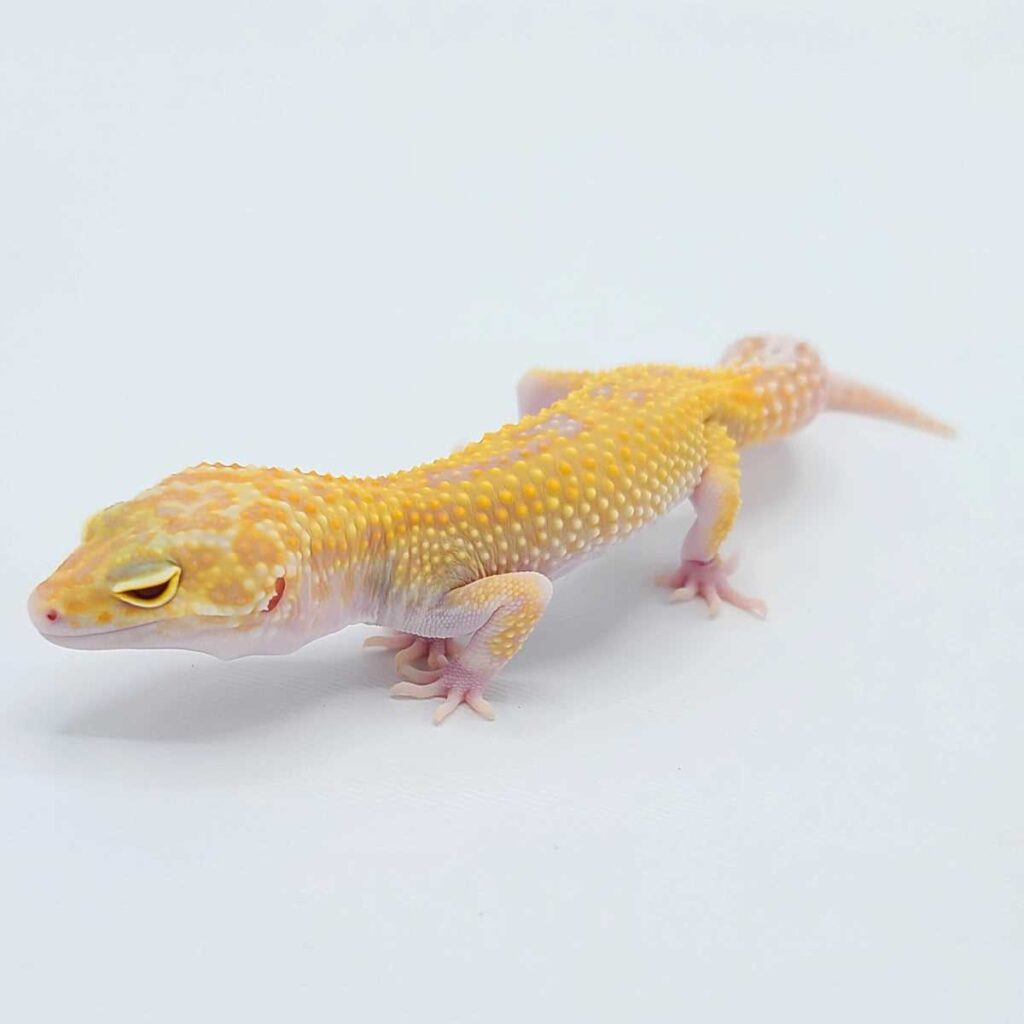 Leopard Raptor Raptor Leopard Geckos: A Stunning Addition to Your Reptile Collection ...