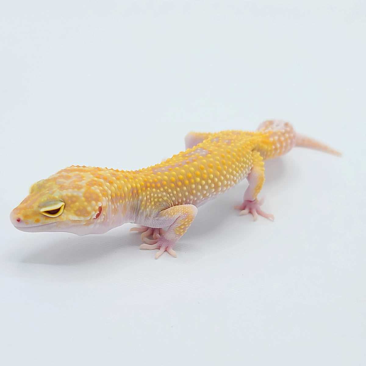 Frog Raptor Raptor Leopard Geckos: A Stunning Addition to Your Reptile Collection ...
