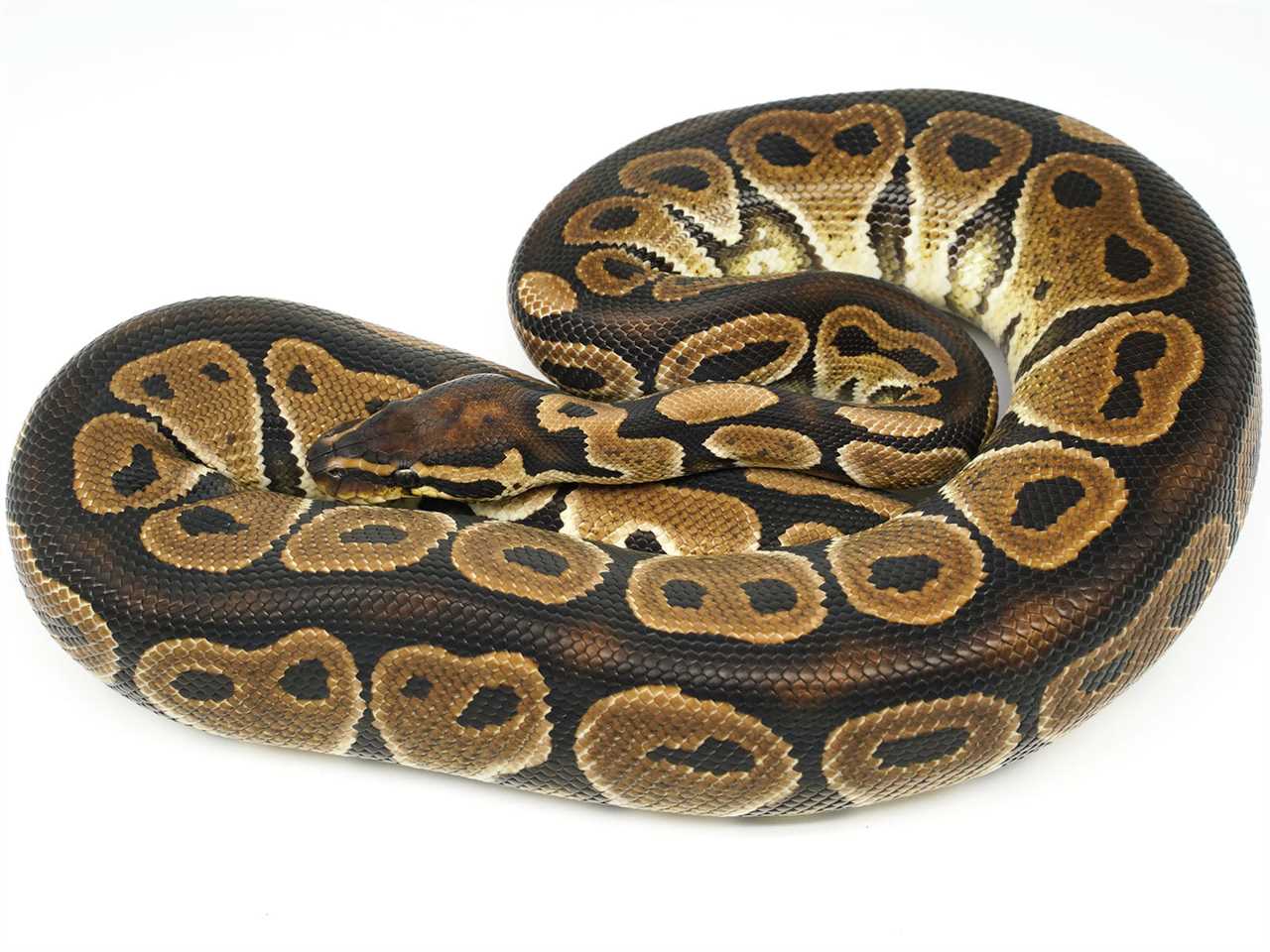 Red Axanthic Ball Python: Genetics, Care, and Breeding - Vital Frog