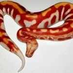 Red Ball Python Care Guide – Tips for keeping a Red Ball Python