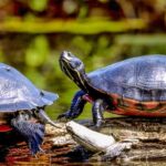 Learn about the Red Bellied Cooter Turtle – A Unique Species of Aquatic Reptile