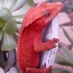 All You Need to Know About the Red Crested Gecko