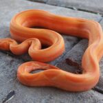 Red Dragon Boa: Care Guide, Morphs, and Breeding Tips