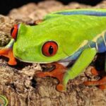 Ultimate guide to red eyed tree frog care