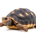 Red footed tortoise: care, diet, and habitat | Your Guide to Keeping Red Footed Tortoises