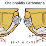 Red Footed Tortoise Size Chart – Compare Sizes of Red Footed Tortoises