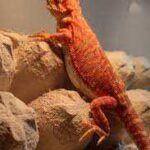 Red Leatherback Bearded Dragon: A Guide to Care, Temperament, and Appearance