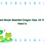 Red Morph Bearded Dragon Size: All You Need to Know