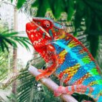 Red Panther Chameleon: A Stunning Reptile with Vibrant Colors