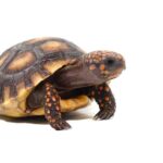 Redfoot – The Ultimate Guide To And Caring For Your Redfoot Tortoise